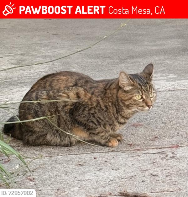 Lost Female Cat last seen Paularino Ave & Manistee Dr , Costa Mesa, CA 92626