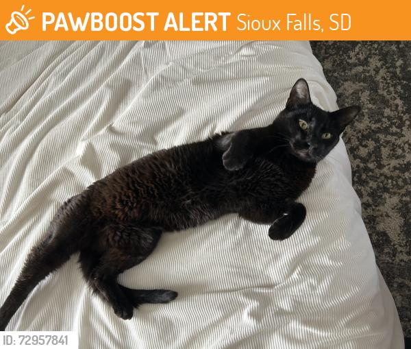 Found/Stray Unknown Cat last seen Christ The King Catholic Church, Sioux Falls, SD 57104