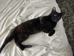 Found/Stray Unknown Cat last seen Christ The King Catholic Church, Sioux Falls, SD 57104