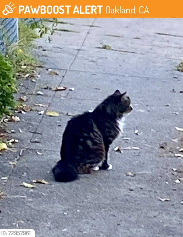 Found/Stray Unknown Cat last seen Trask and Rawson Streets, Oakland CA, Oakland, CA 94601