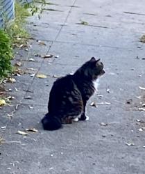 Found/Stray Unknown Cat last seen Trask and Rawson Streets, Oakland CA, Oakland, CA 94601