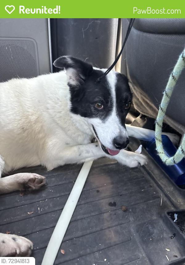 Reunited Female Dog last seen Sahuarita Rd., Pima County, AZ 85629