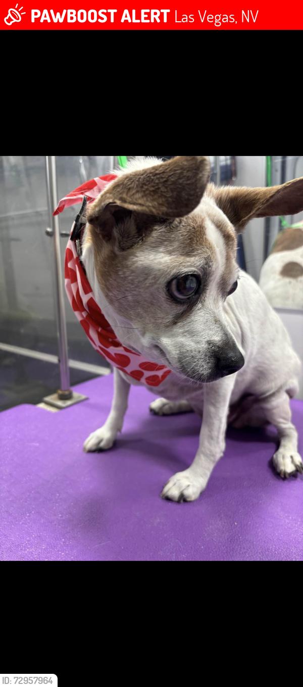 Lost Female Dog last seen Windmill and paradise, Las Vegas, NV 89123