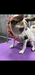 Lost Female Dog last seen Windmill and paradise, Las Vegas, NV 89123