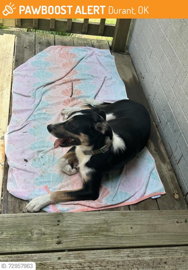 Found/Stray Female Dog last seen Near Crooked Oak Dr, durant ok, Durant, OK 74702