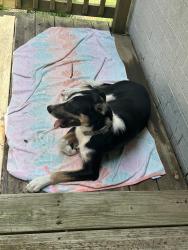 Found/Stray Female Dog last seen Near Crooked Oak Dr, durant ok, Durant, OK 74702