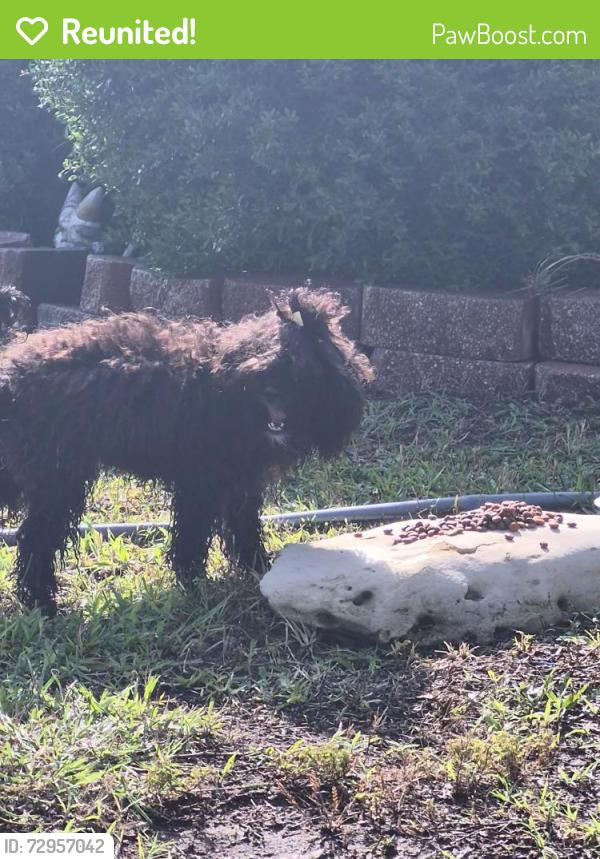 Reunited Unknown Dog last seen Kit Carson trail, Killeen, TX 76542