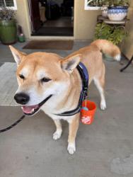 Reunited Male Dog last seen Wolf Canyon Park, Chula Vista, CA 91913
