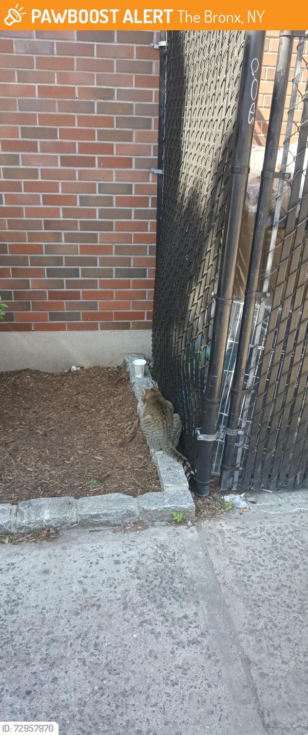 Found/Stray Male Cat last seen White plains rd, The Bronx, NY 10470
