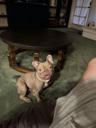 Reunited Female Dog last seen Dobson and Guadalupe, Mesa, AZ 85202