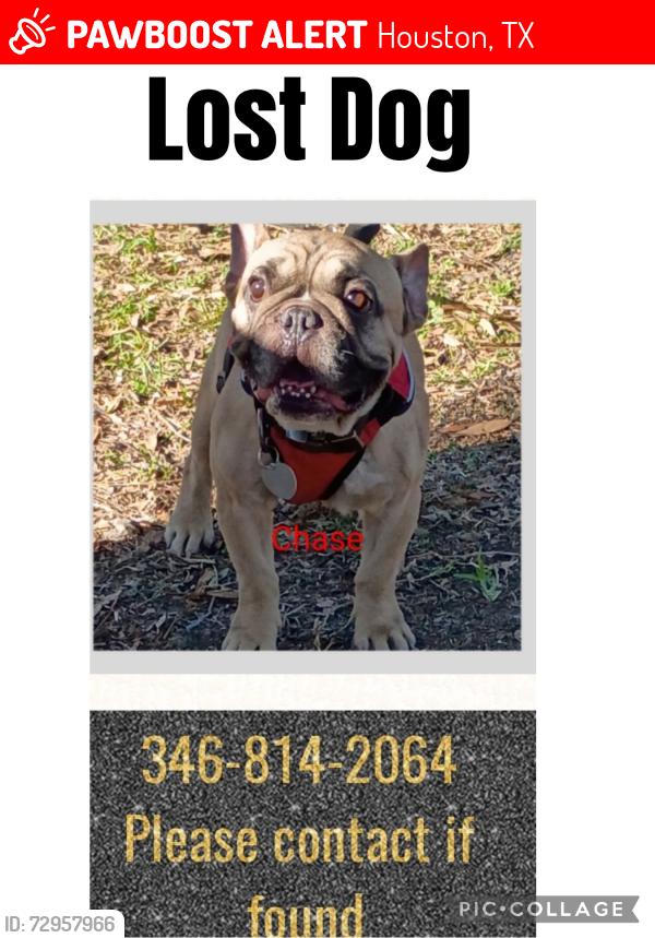 Lost Male Dog last seen Howard and Monroe, Houston, TX 77017
