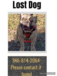 Lost Male Dog last seen Howard and Monroe, Houston, TX 77017