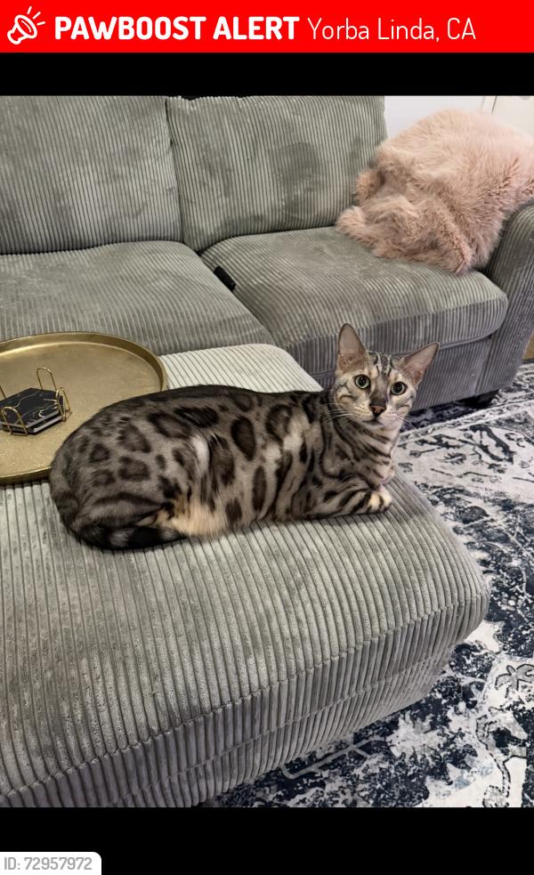 Lost Male Cat last seen camino de bryant , Yorba Linda, CA 92887