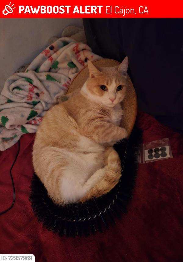 Lost Male Cat last seen Graves avenue, El Cajon, CA 92021