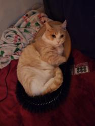 Lost Male Cat last seen Graves avenue, El Cajon, CA 92021