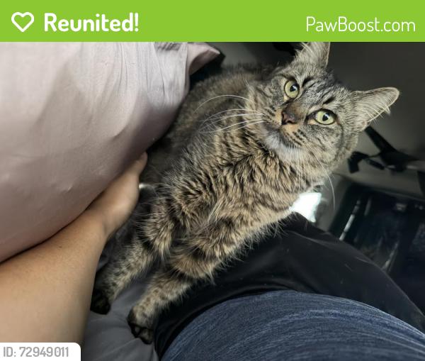 Reunited Female Cat last seen In backyards, Oakland, CA 94619