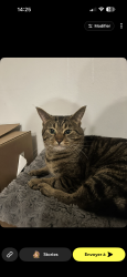 Lost Male Cat last seen Boul. St Martin ouest, Laval, QC H7N