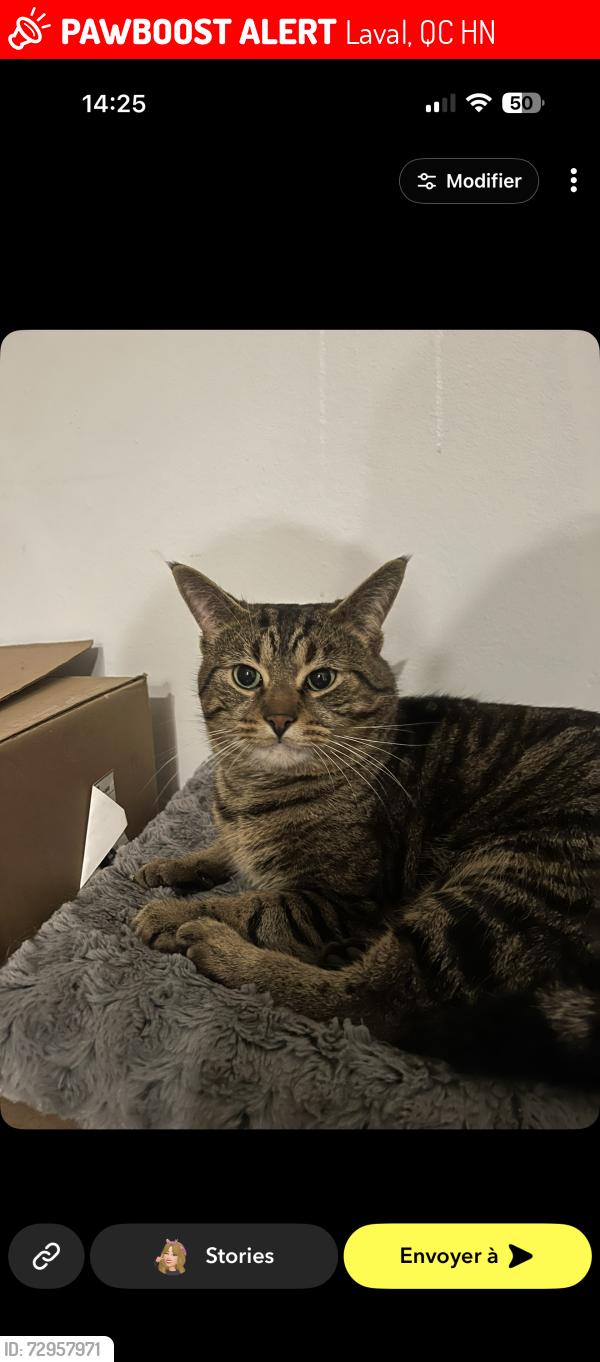 Lost Male Cat last seen Boul. St Martin ouest, Laval, QC H7N
