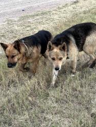 Reunited Male Dog last seen Washington Park in Midland, TX, Midland, TX 79701