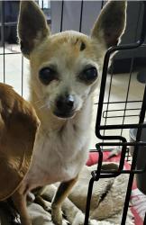 Reunited Male Dog last seen Sandstone street and Azusa Canyon, Baldwin Park, CA 91706