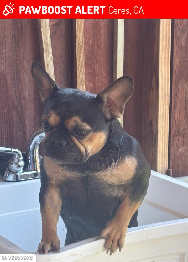 Lost Female Dog last seen EVANS RD AND MARGARET WAY CERES CA, Ceres, CA 95307