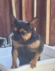 Lost Female Dog last seen EVANS RD AND MARGARET WAY CERES CA, Ceres, CA 95307