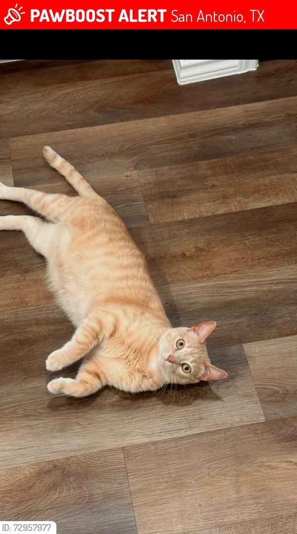 Lost Male Cat last seen Calm Road, San Antonio, TX 78253