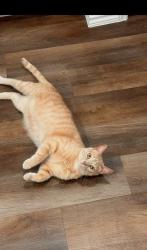 Lost Male Cat last seen Calm Road, San Antonio, TX 78253