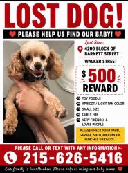 Lost Male Dog last seen Barnett st and walker st, Philadelphia, PA 19135