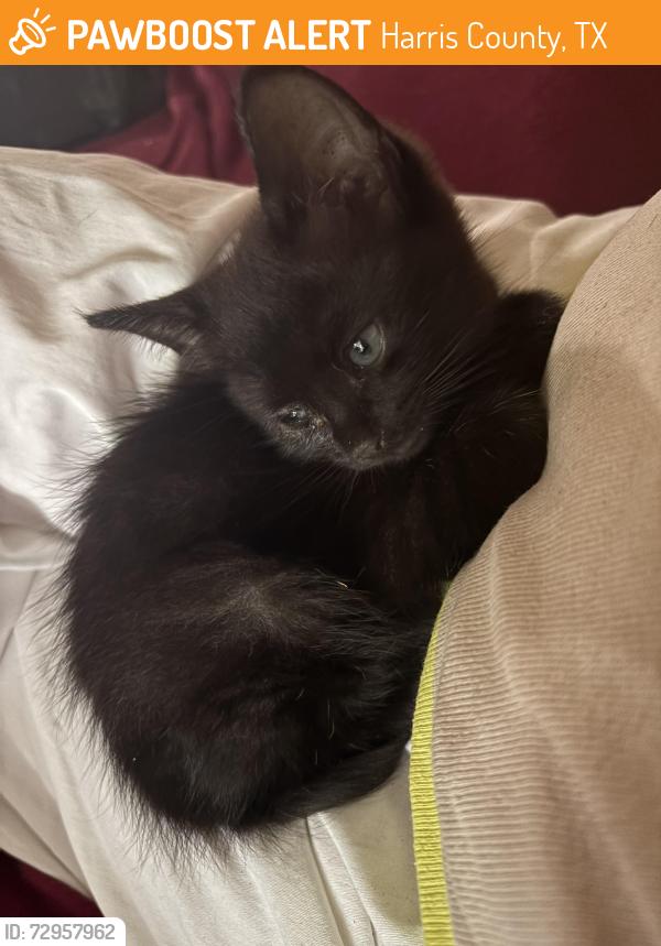 Found/Stray Female Cat last seen Farm to market 1960 and Veterans Memorial Houston Tx, Harris County, TX 77014