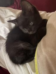 Found/Stray Female Cat last seen Farm to market 1960 and Veterans Memorial Houston Tx, Harris County, TX 77014