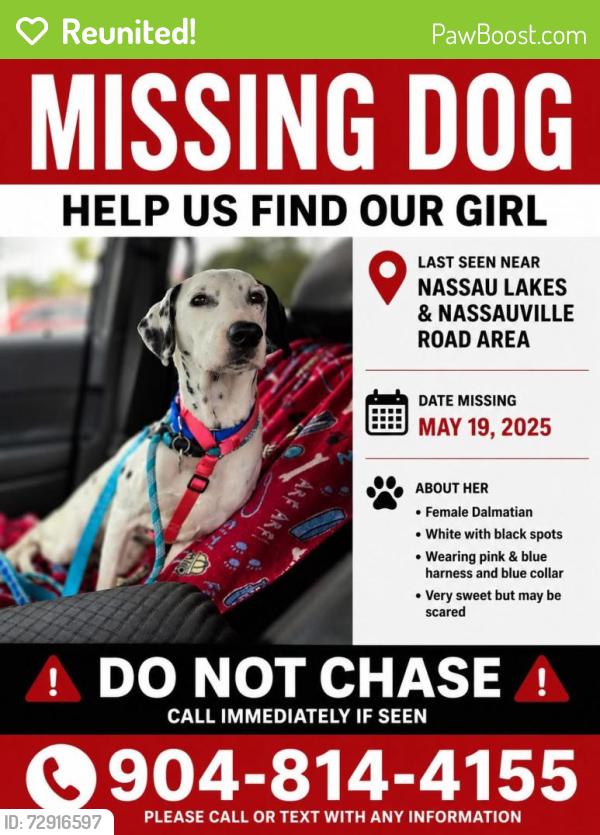 Reunited Female Dog last seen Nassuaville, Fernandina Beach, FL 32034