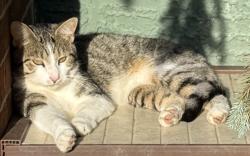 Lost Male Cat last seen Morse road between babbit and beech, New Albany, OH 43054