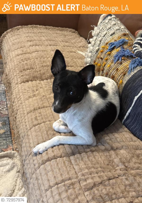 Found/Stray Female Dog last seen College and Berkshire.  Near Jefferson Hwy traffic circle , Baton Rouge, LA 70806