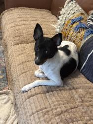 Found/Stray Female Dog last seen College and Berkshire.  Near Jefferson Hwy traffic circle , Baton Rouge, LA 70806