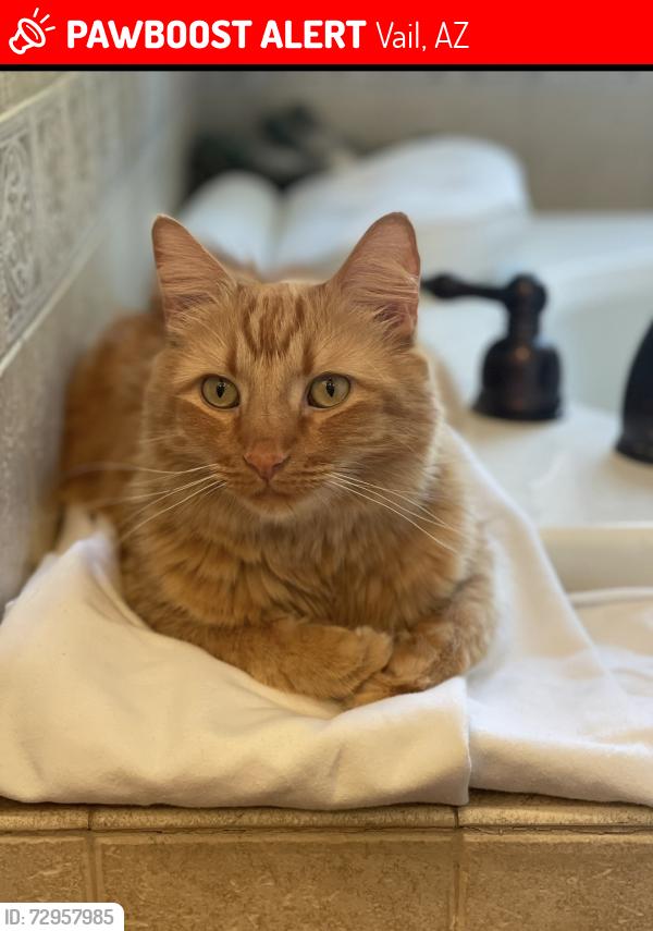 Lost Male Cat last seen Sahuarita / Atrisco , Vail, AZ 85641