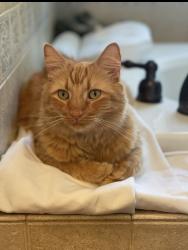 Lost Male Cat last seen Sahuarita / Atrisco , Vail, AZ 85641