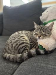 Lost Female Cat last seen Pine Ave and Highland, Carlsbad, CA 92008
