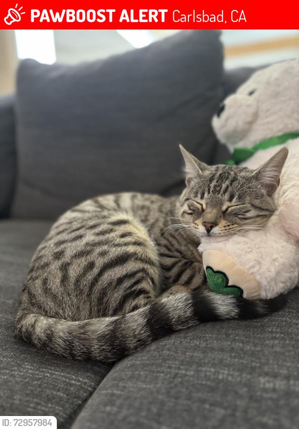Lost Female Cat last seen Pine Ave and Highland, Carlsbad, CA 92008