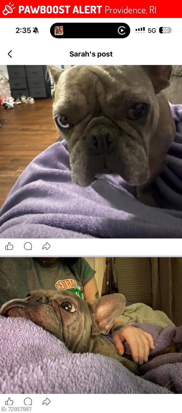Lost Male Dog last seen Hawkins st , Providence, RI 02904