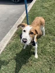 Shelter Stray Female Dog last seen Llano County, TX 78657, Converse, TX 78109