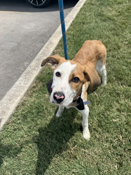 Shelter Stray Female Dog last seen Llano County, TX 78657, Converse, TX 78109