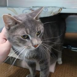 Shelter Stray Male Cat last seen found near Johns Hopkins Bayview, 21222, MD, Baltimore, MD 21230