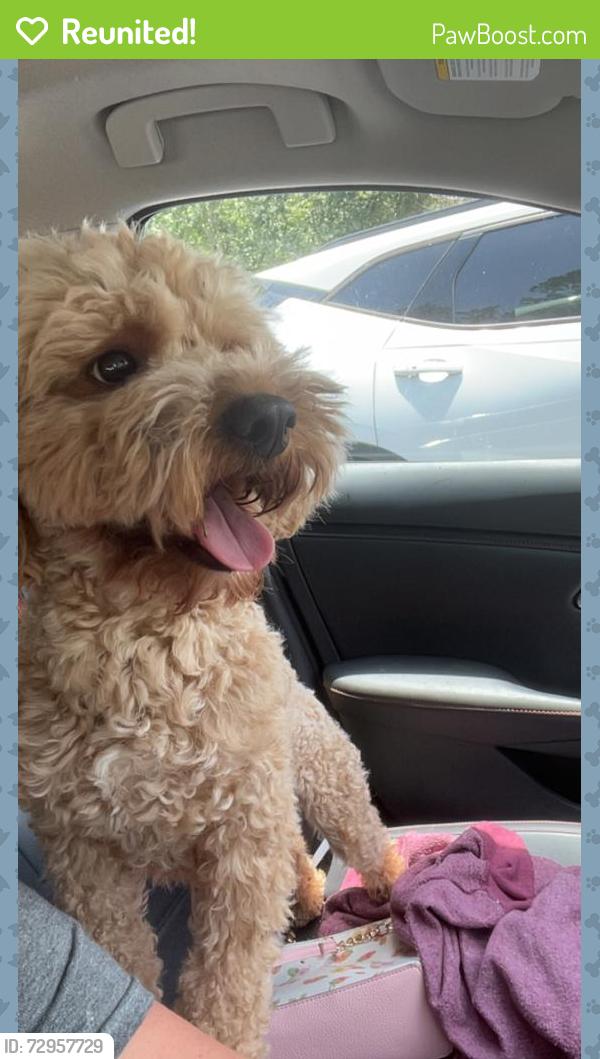 Reunited Male Dog last seen Bryson circle, south hall st, Judy Ann drive, Hahira, GA 31632