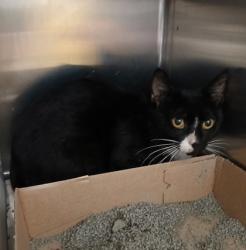 Shelter Stray Male Cat last seen Near Norwood ave, 21207, MD, Baltimore, MD 21230