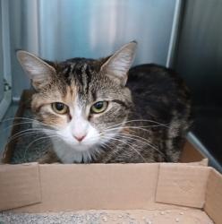 Shelter Stray Female Cat last seen Near E Fayette st, 21224, MD, Baltimore, MD 21230