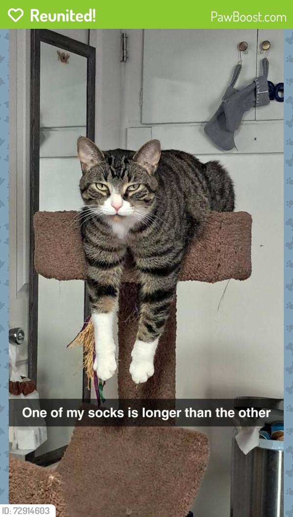 Reunited Male Cat last seen Mc donalds on gratiot, Shields, MI 48609