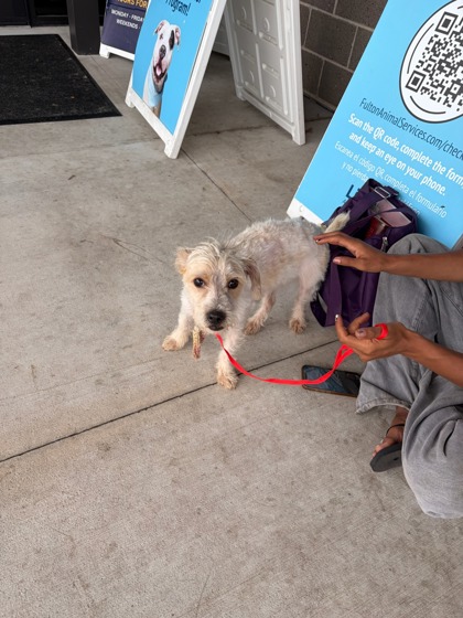 Shelter Stray Male Dog last seen East Point, GA 30344, Atlanta, GA 30336