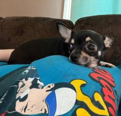 Lost Female Dog last seen Near walnut st Germantown il , Germantown, IL 62245