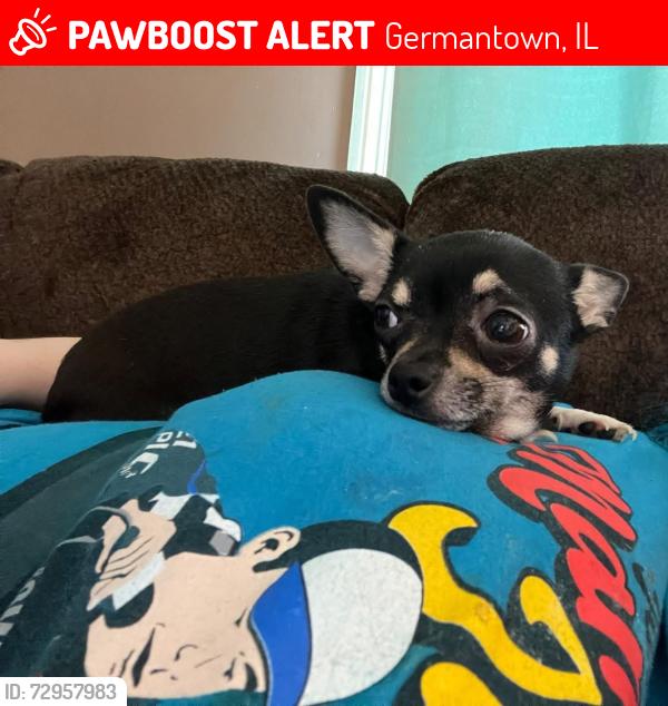 Lost Female Dog last seen Near walnut st Germantown il , Germantown, IL 62245